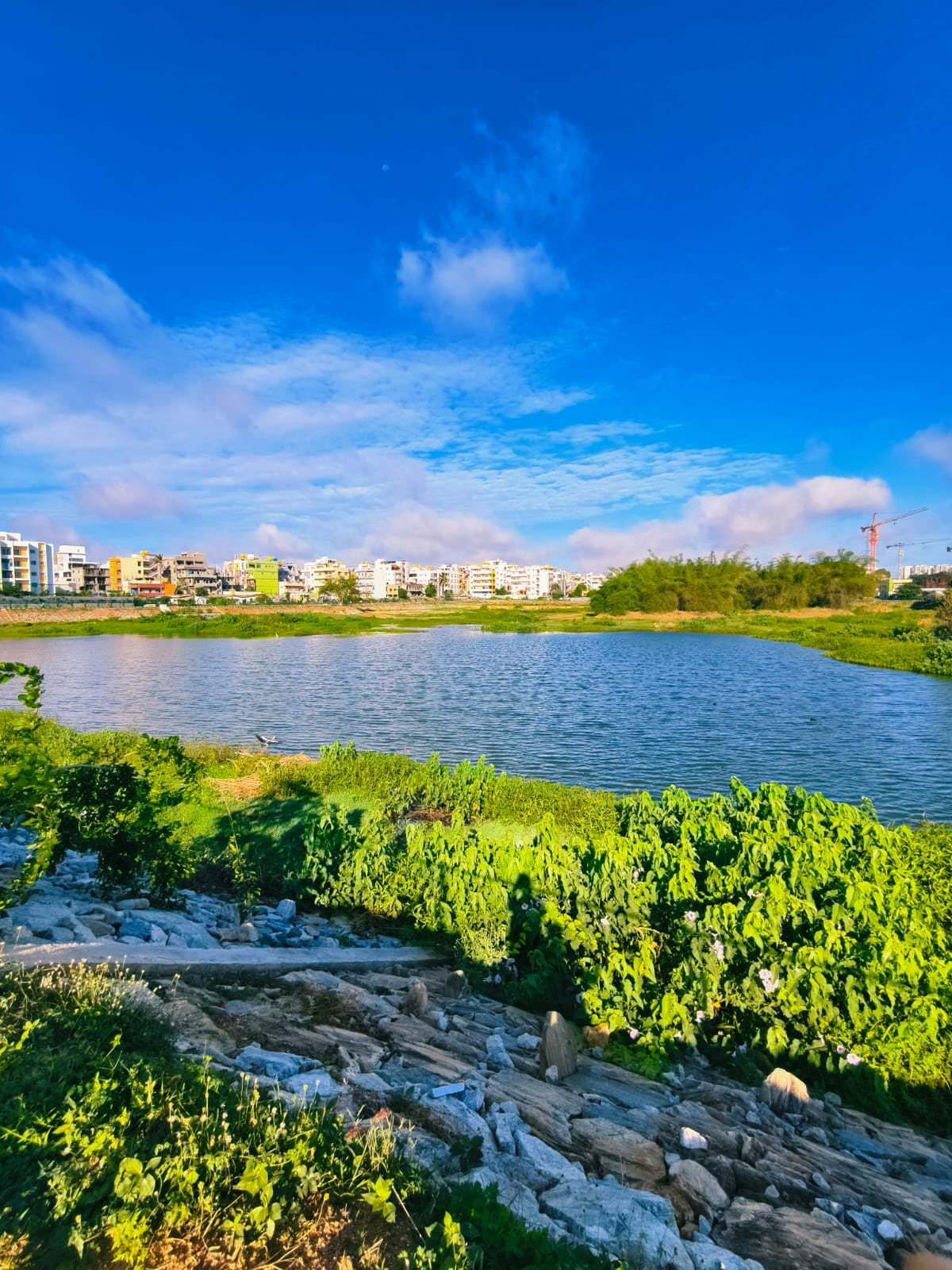 Choodasandra Lake under a bright blue sky